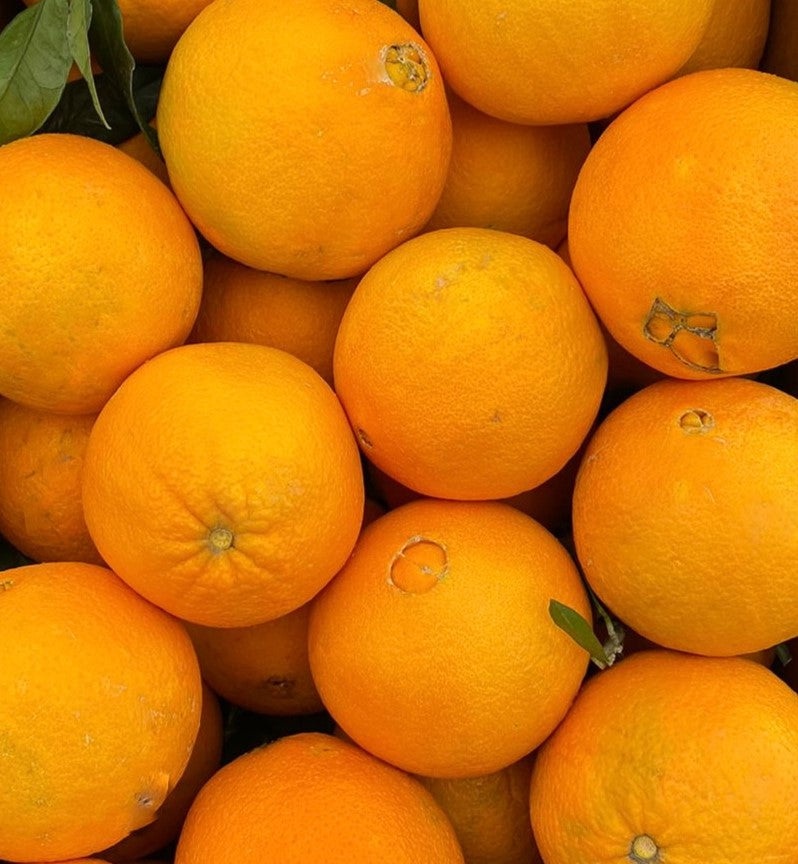 ungespritzte Orangen aus Sizilien