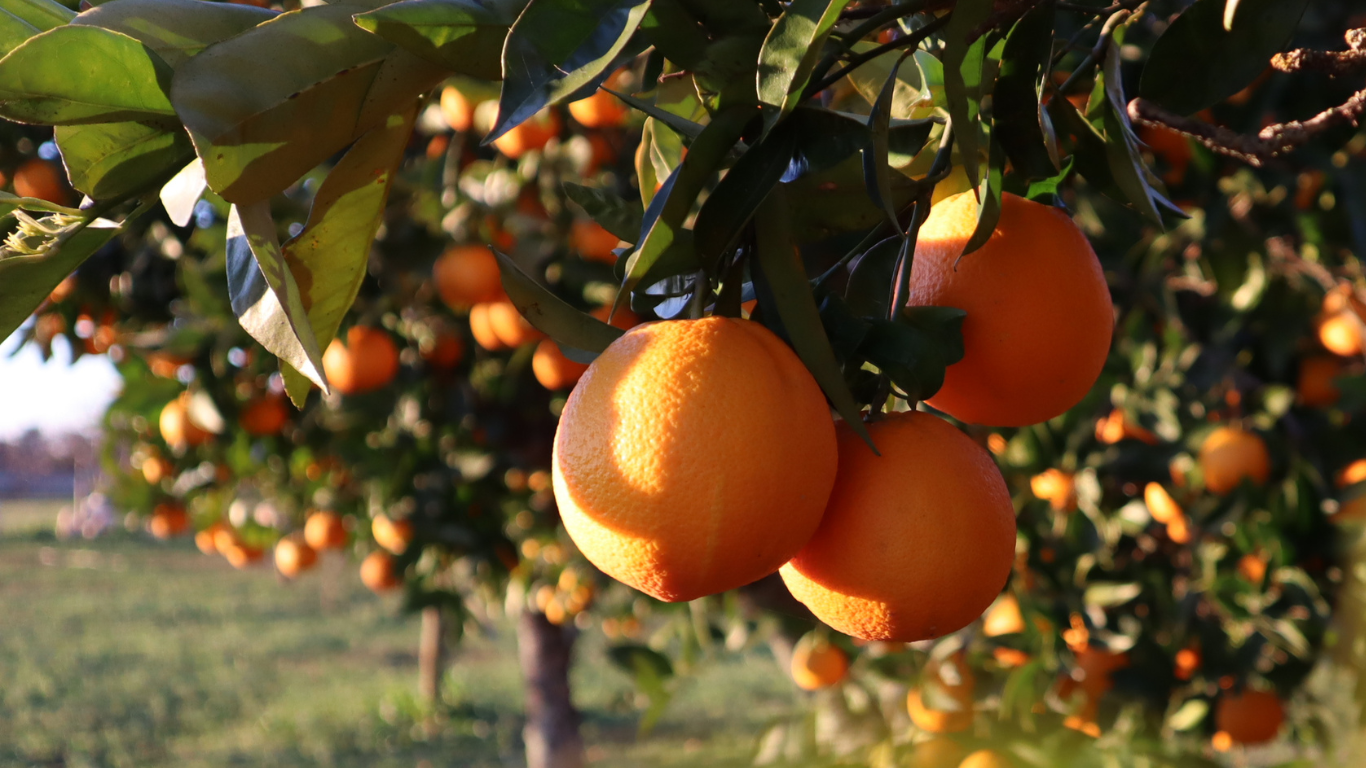 Sizilianische Orangen aus Ribera 